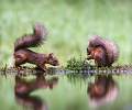 two red squirrels_keith lynch_open